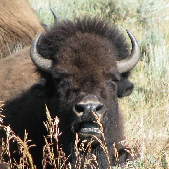 Meet your Posher, Russ - Picture 1 of 1